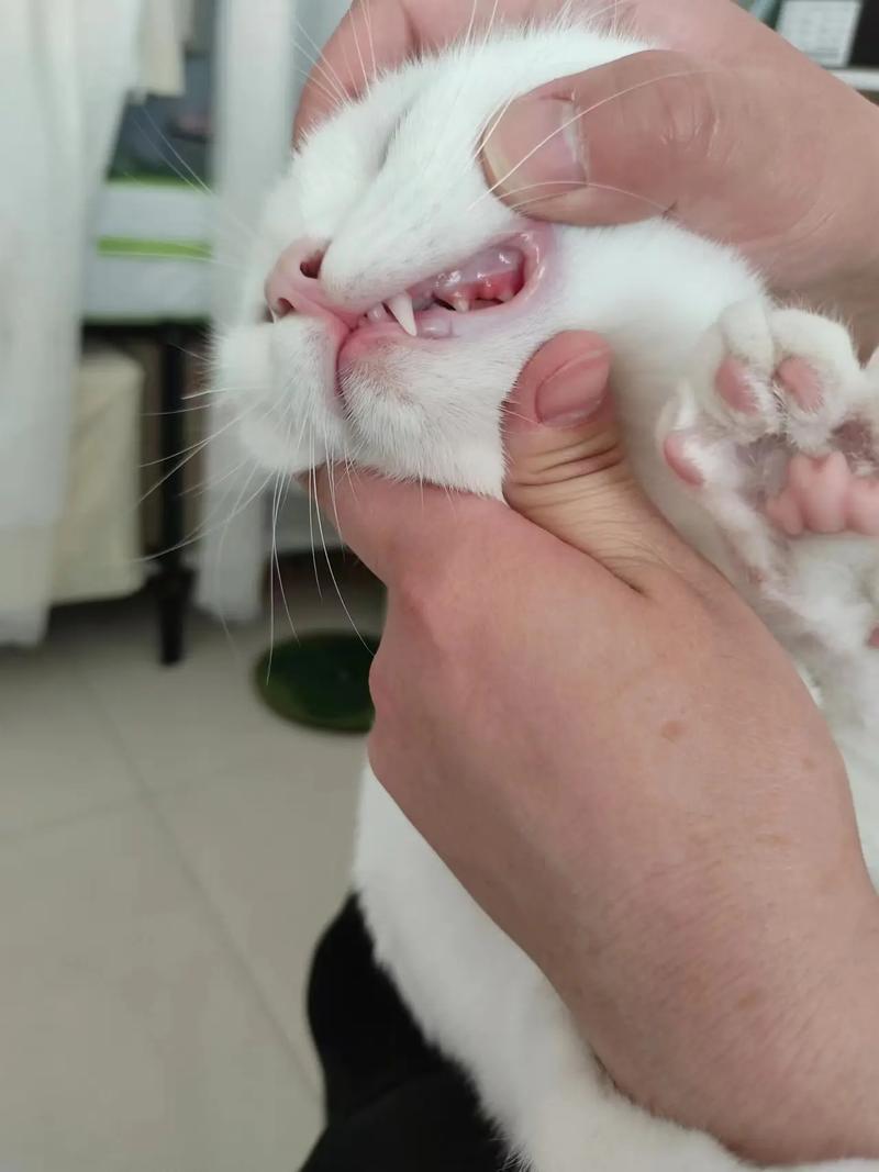 猫咪换牙是几个月_猫咪换牙是几个月结束-第3张图片-后鲨宠物 猫咪换牙是几个月_猫咪换牙是几个月结束-第3张图片-后鲨宠物