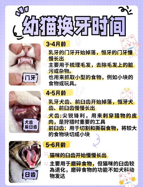 猫咪换牙是几个月_猫咪换牙是几个月结束-第5张图片-后鲨宠物 猫咪换牙是几个月_猫咪换牙是几个月结束-第5张图片-后鲨宠物