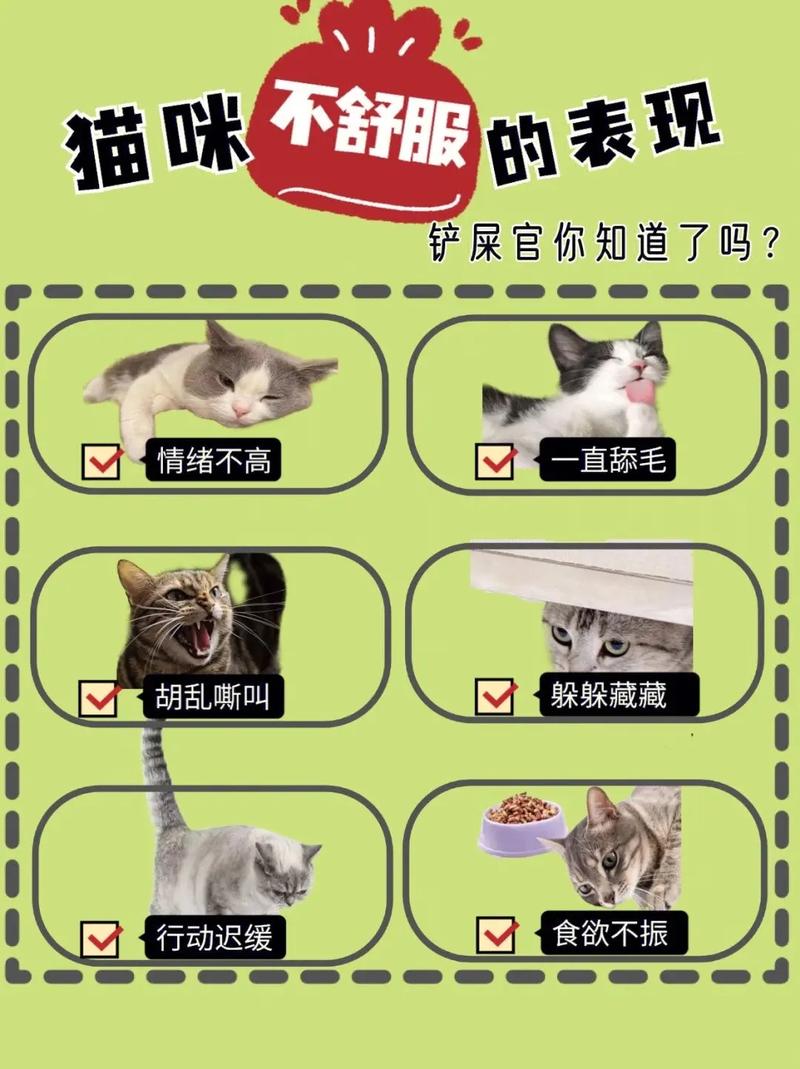 猫咪难受的姿势_猫难受时候的睡姿-第5张图片-后鲨宠物 猫咪难受的姿势_猫难受时候的睡姿-第5张图片-后鲨宠物
