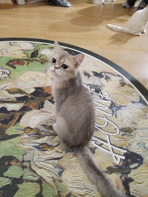 猫咪胆子小怎么办_猫咪胆子小怎么办训练出门-第1张图片-后鲨宠物 猫咪胆子小怎么办_猫咪胆子小怎么办训练出门-第1张图片-后鲨宠物