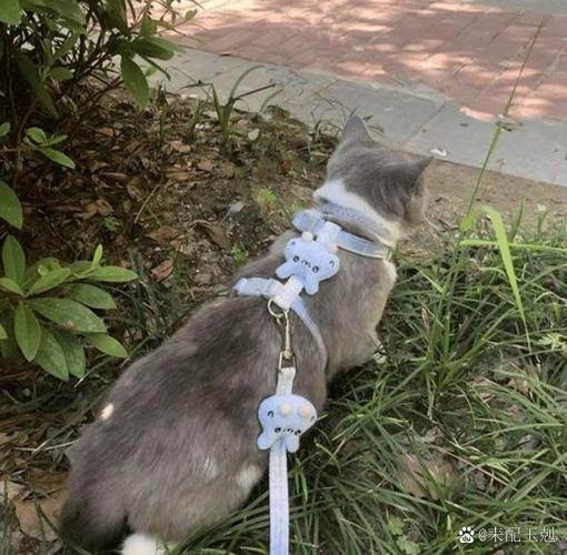 猫咪胆子小怎么办_猫咪胆子小怎么办训练出门-第4张图片-后鲨宠物 猫咪胆子小怎么办_猫咪胆子小怎么办训练出门-第4张图片-后鲨宠物