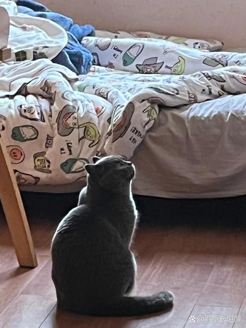 猫咪胆子小怎么办_猫咪胆子小怎么办训练出门-第5张图片-后鲨宠物 猫咪胆子小怎么办_猫咪胆子小怎么办训练出门-第5张图片-后鲨宠物