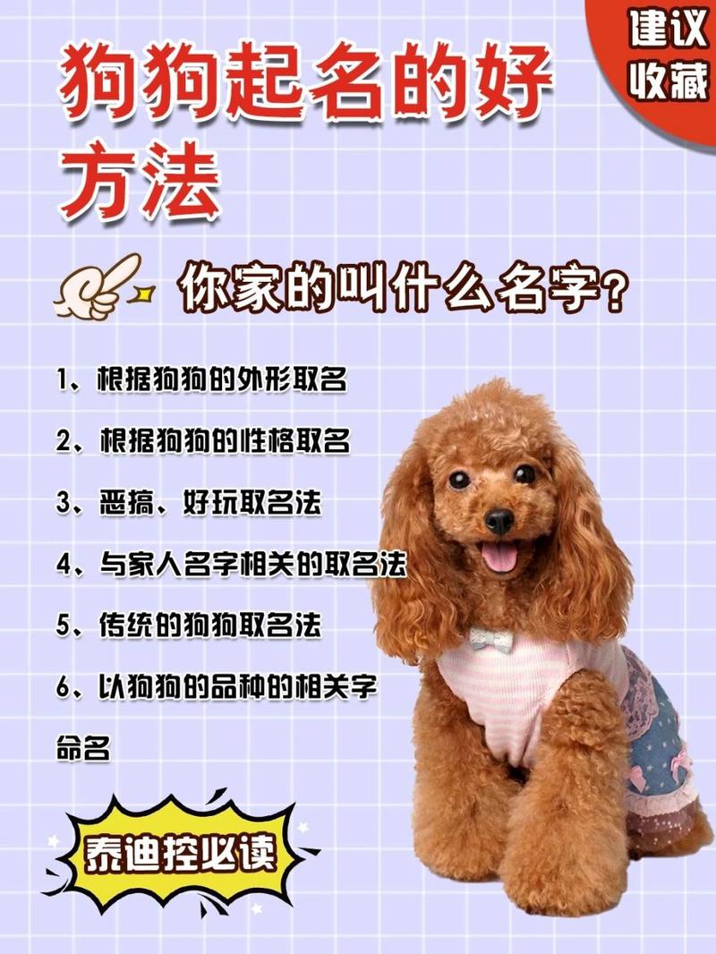 泰迪狗狗名字大全洋气,泰迪狗狗名字大全洋气男-第2张图片-后鲨宠物 泰迪狗狗名字大全洋气,泰迪狗狗名字大全洋气男-第2张图片-后鲨宠物