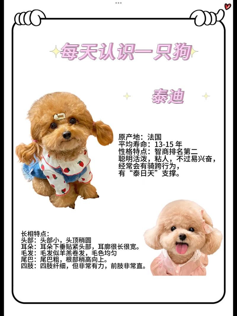 泰迪狗狗名字大全洋气,泰迪狗狗名字大全洋气男-第3张图片-后鲨宠物 泰迪狗狗名字大全洋气,泰迪狗狗名字大全洋气男-第3张图片-后鲨宠物