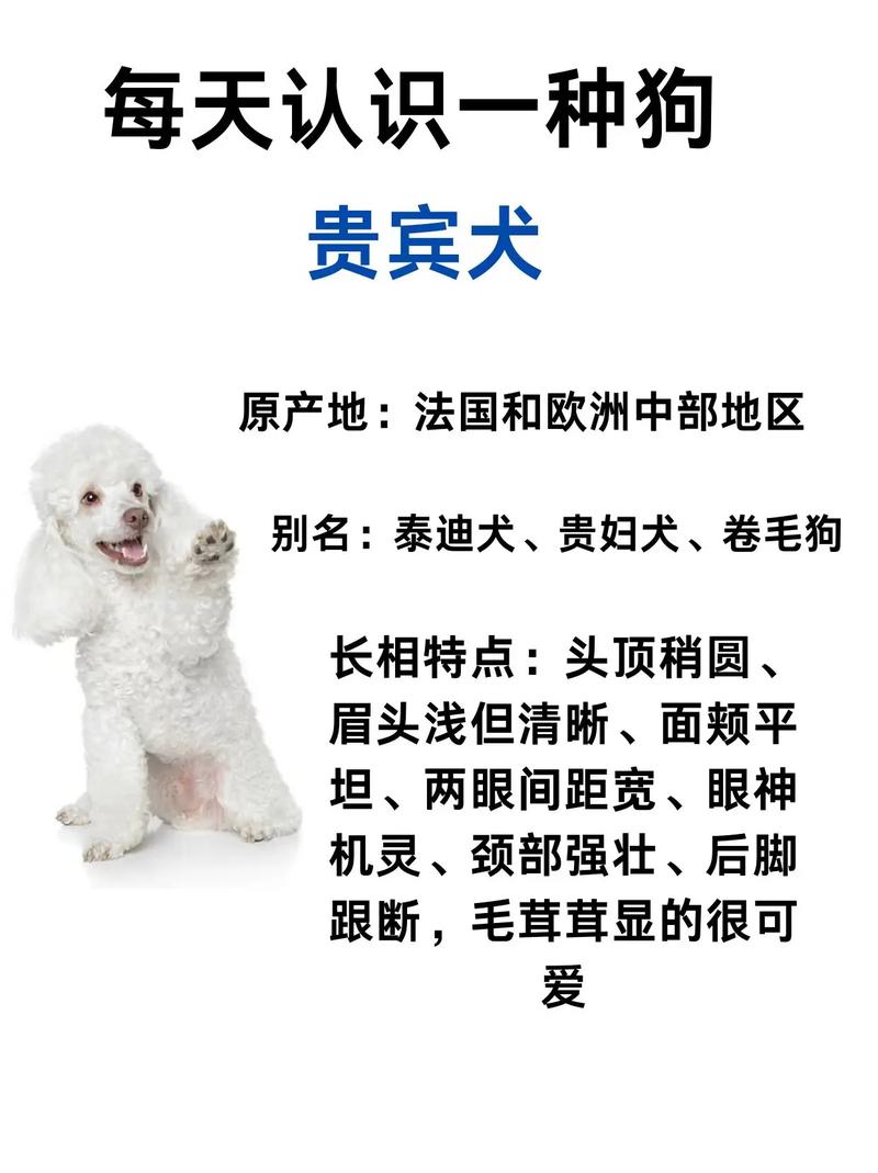 泰迪狗狗名字大全洋气,泰迪狗狗名字大全洋气男-第5张图片-后鲨宠物 泰迪狗狗名字大全洋气,泰迪狗狗名字大全洋气男-第5张图片-后鲨宠物