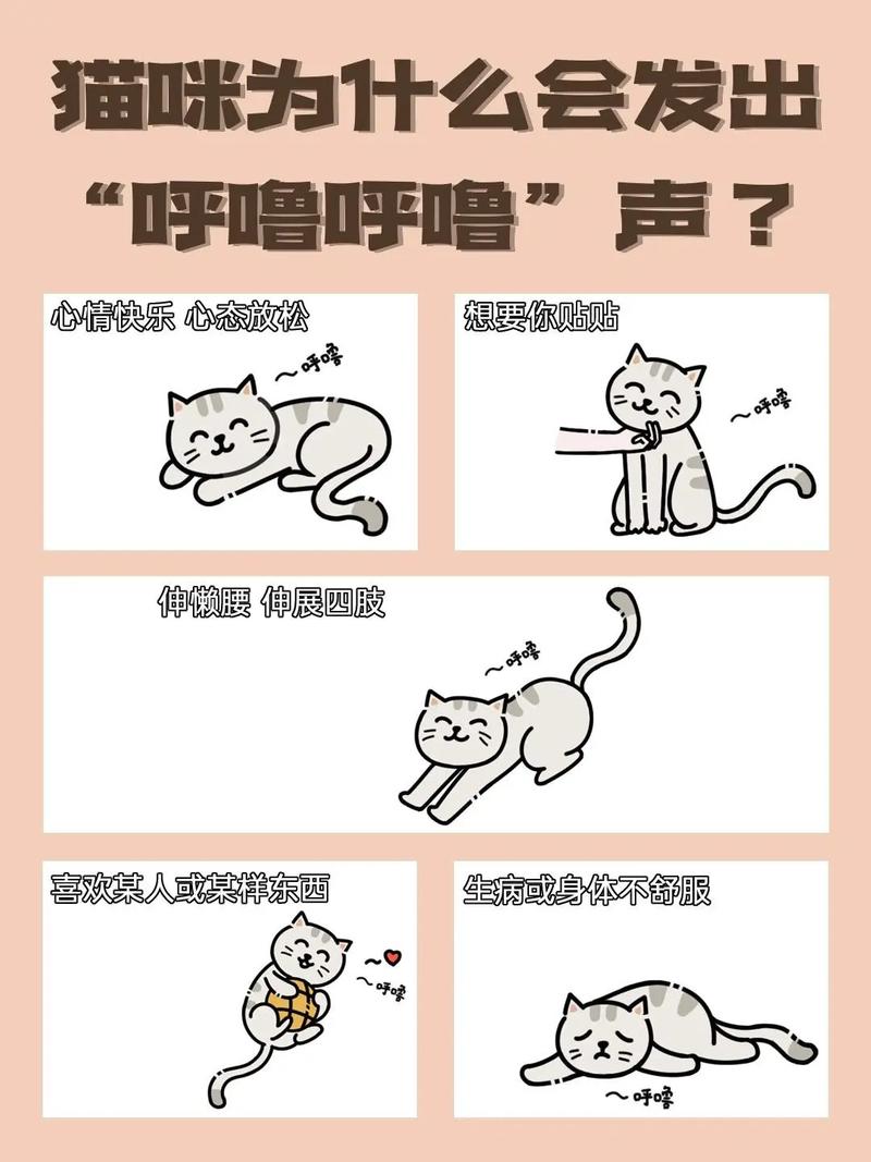 猫咪的呼噜声代表什么,猫咪的呼噜声代表什么预兆-第2张图片-后鲨宠物 猫咪的呼噜声代表什么,猫咪的呼噜声代表什么预兆-第2张图片-后鲨宠物