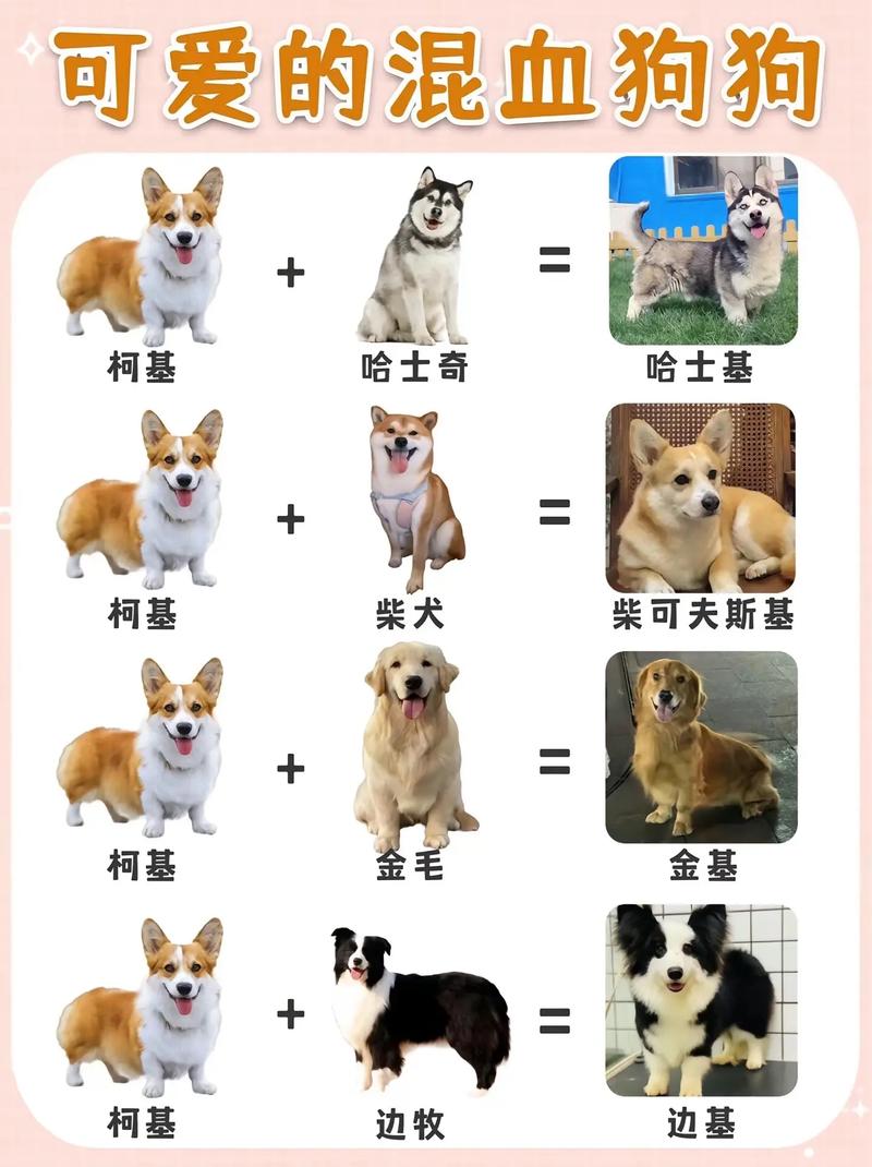  狗狗多大可以配种，狗狗多大能配种-第5张图片-后鲨宠物