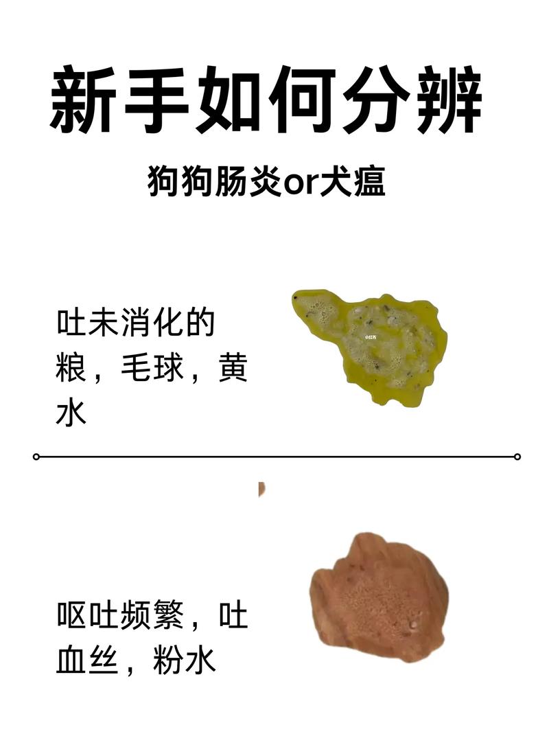 狗狗得细小会发烧吗,狗狗得细小会发烧吗会传染吗?-第5张图片-后鲨宠物 狗狗得细小会发烧吗,狗狗得细小会发烧吗会传染吗?-第5张图片-后鲨宠物