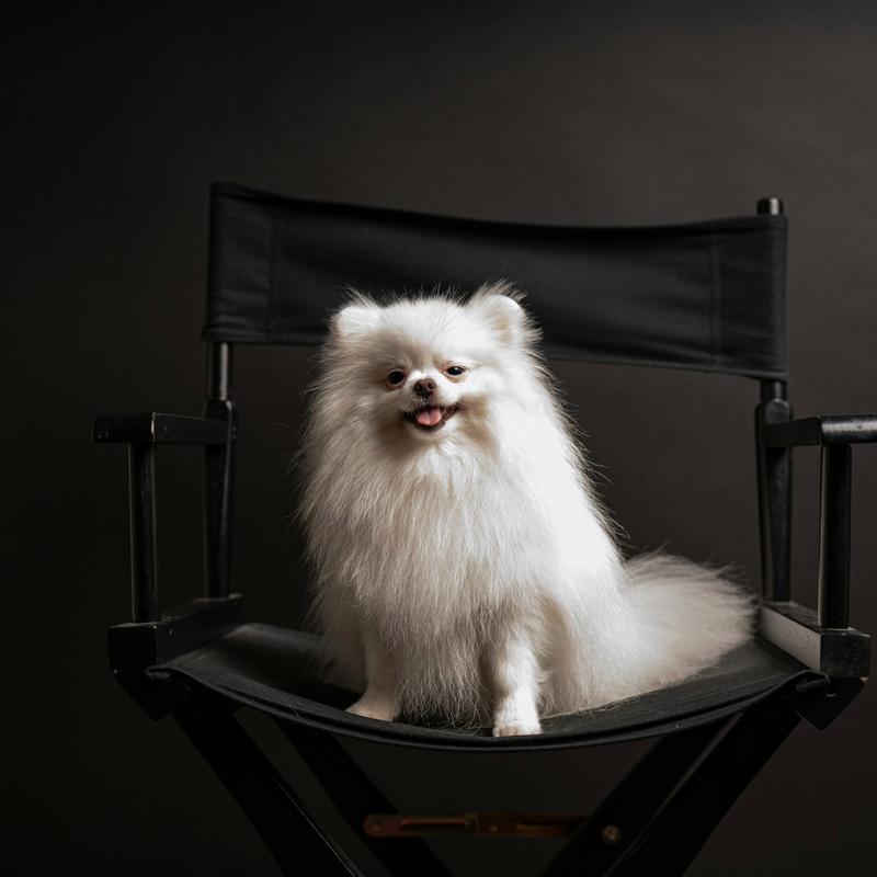 狗狗怀孕发烧怎么退烧_狗狗怀孕发烧了吃什么药-第1张图片-后鲨宠物 狗狗怀孕发烧怎么退烧_狗狗怀孕发烧了吃什么药-第1张图片-后鲨宠物