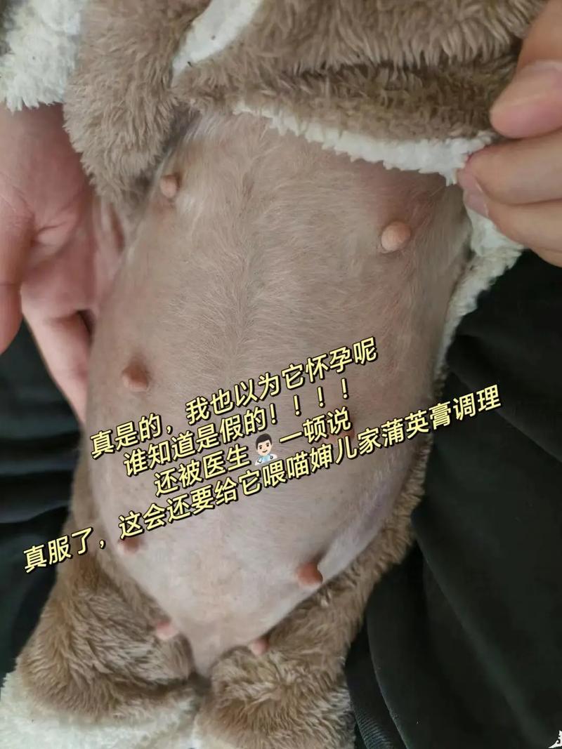 狗狗怀孕发烧怎么退烧_狗狗怀孕发烧了吃什么药-第2张图片-后鲨宠物 狗狗怀孕发烧怎么退烧_狗狗怀孕发烧了吃什么药-第2张图片-后鲨宠物