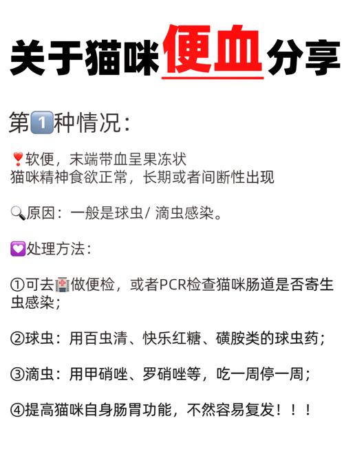 猫咪便血怎么回事,猫咪便血什么原因-第2张图片-后鲨宠物 猫咪便血怎么回事,猫咪便血什么原因-第2张图片-后鲨宠物