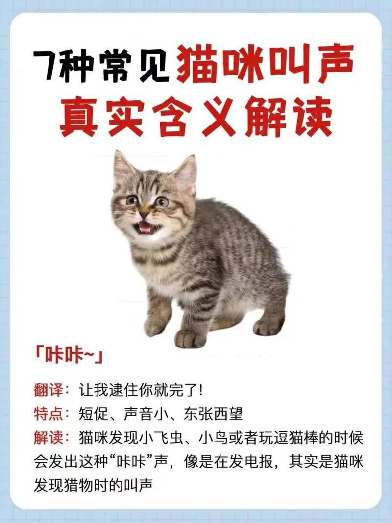猫咪不叫是怎么回事,猫咪不叫是什么原因?-第1张图片-后鲨宠物 猫咪不叫是怎么回事,猫咪不叫是什么原因?-第1张图片-后鲨宠物