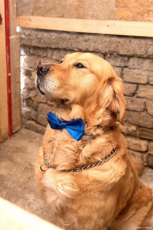 狗狗可以喝麦片吗,狗狗可以喝麦片粥吗-第3张图片-后鲨宠物 狗狗可以喝麦片吗,狗狗可以喝麦片粥吗-第3张图片-后鲨宠物