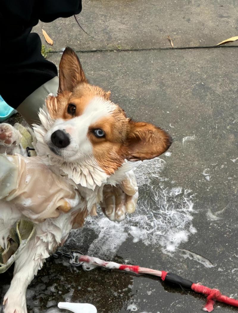 狗狗吃了葱怎么办,狗吃了点葱怎么办?-第1张图片-后鲨宠物 狗狗吃了葱怎么办,狗吃了点葱怎么办?-第1张图片-后鲨宠物