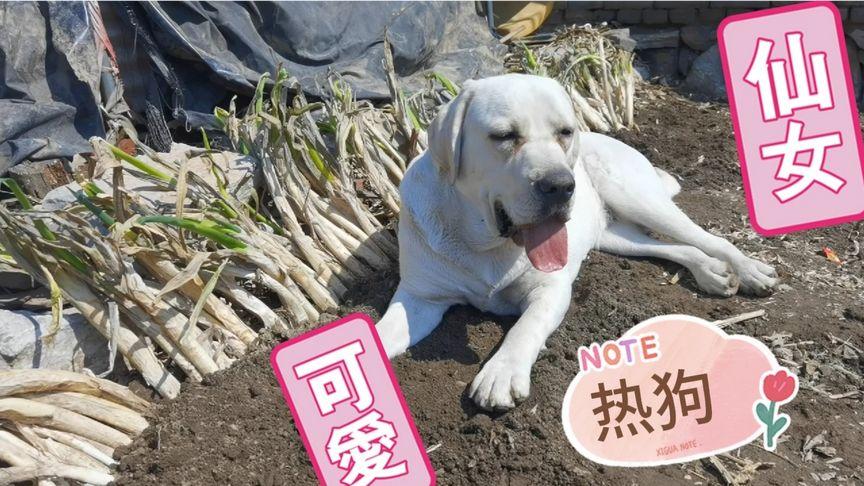 狗狗吃了葱怎么办,狗吃了点葱怎么办?-第2张图片-后鲨宠物 狗狗吃了葱怎么办,狗吃了点葱怎么办?-第2张图片-后鲨宠物