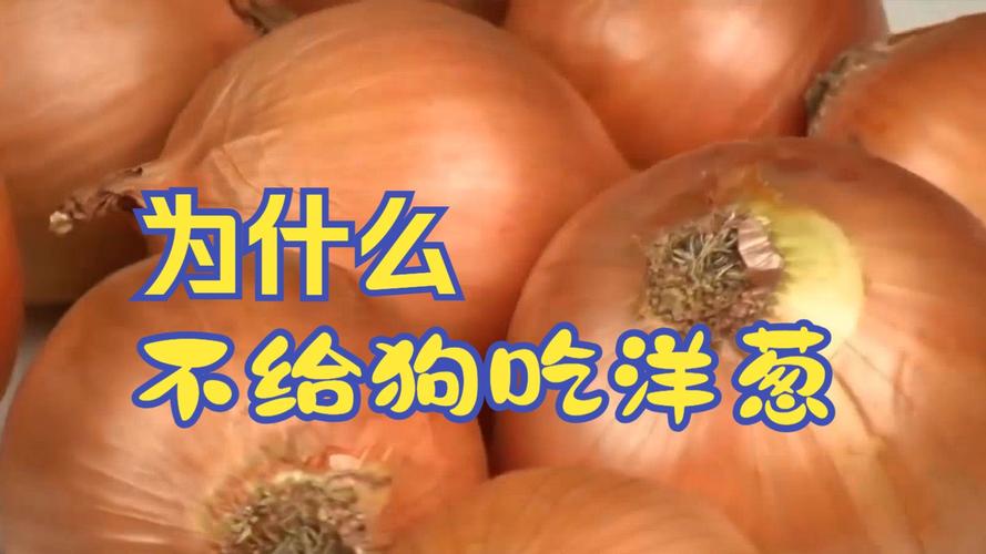 狗狗吃了葱怎么办,狗吃了点葱怎么办?-第3张图片-后鲨宠物 狗狗吃了葱怎么办,狗吃了点葱怎么办?-第3张图片-后鲨宠物