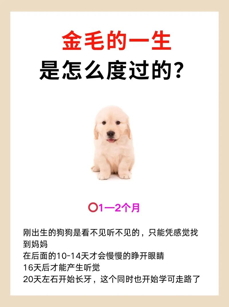 狗狗缺钙怎么办_狗狗缺钙怎么办,狗狗补钙的小窍门-第6张图片-后鲨宠物 狗狗缺钙怎么办_狗狗缺钙怎么办,狗狗补钙的小窍门-第6张图片-后鲨宠物