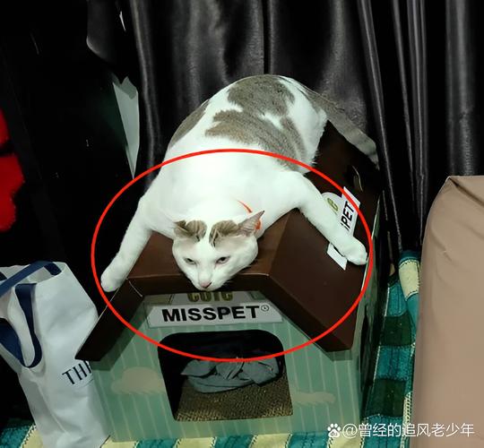 猫咪不睡猫窝怎么办,猫猫不睡猫窝?-第2张图片-后鲨宠物 猫咪不睡猫窝怎么办,猫猫不睡猫窝?-第2张图片-后鲨宠物