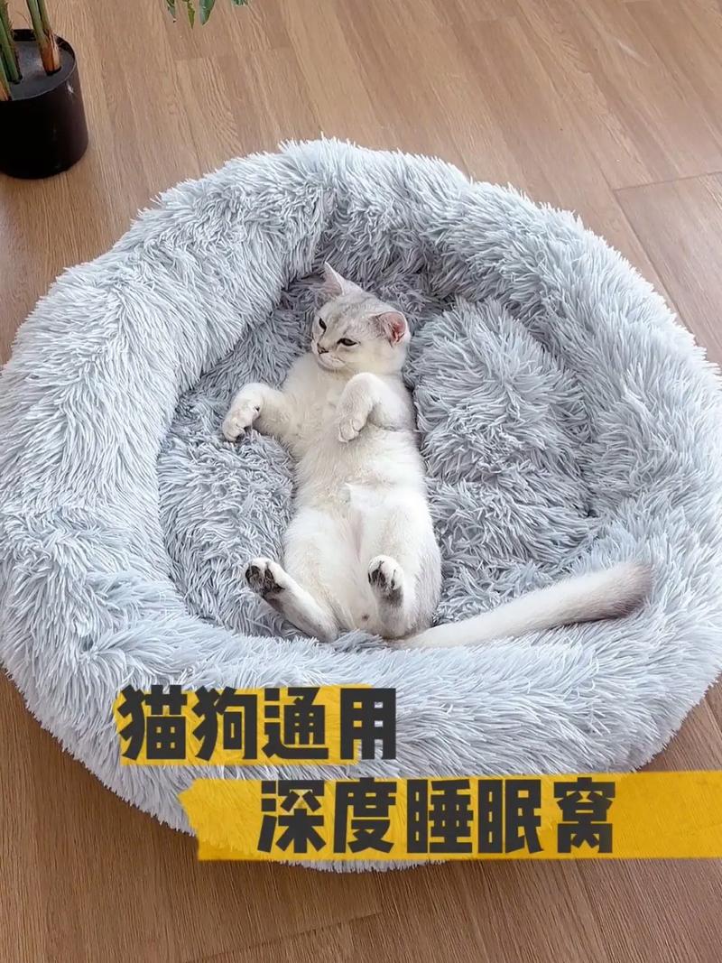 猫咪不睡猫窝怎么办,猫猫不睡猫窝?-第3张图片-后鲨宠物 猫咪不睡猫窝怎么办,猫猫不睡猫窝?-第3张图片-后鲨宠物