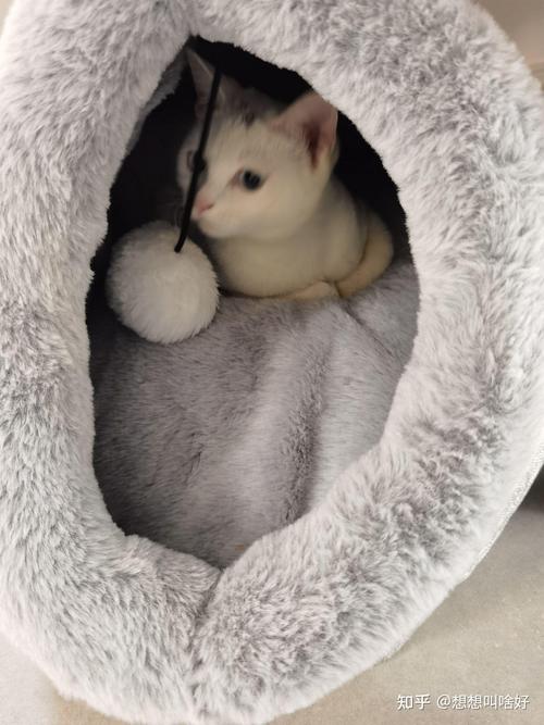 猫咪不睡猫窝怎么办,猫猫不睡猫窝?-第5张图片-后鲨宠物 猫咪不睡猫窝怎么办,猫猫不睡猫窝?-第5张图片-后鲨宠物