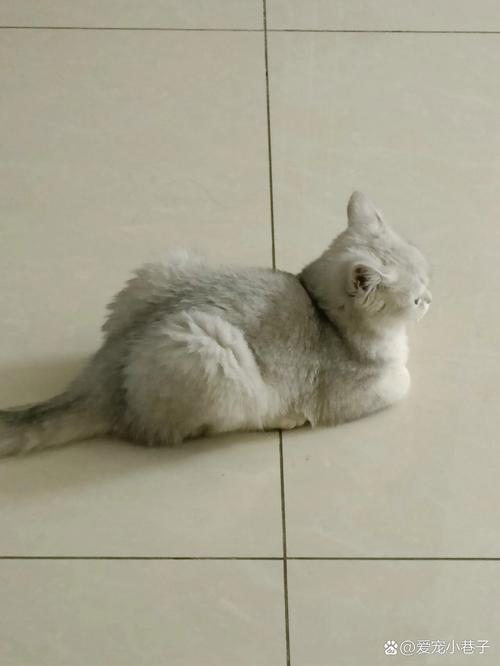 猫咪鼻子干燥没精神_猫咪鼻子干燥没精神什么问题-第6张图片-后鲨宠物 猫咪鼻子干燥没精神_猫咪鼻子干燥没精神什么问题-第6张图片-后鲨宠物