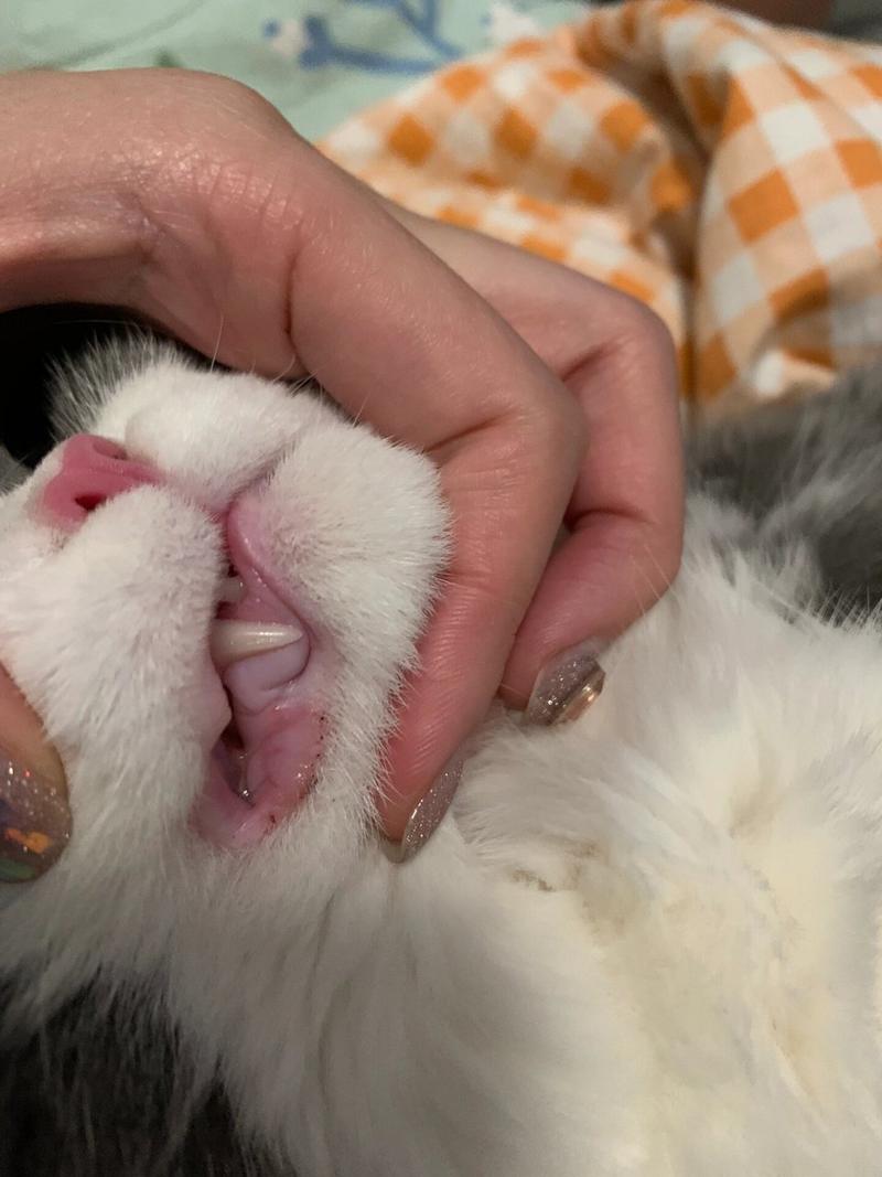 猫咪口炎最初的症状,猫咪口炎处理方法-第1张图片-后鲨宠物 猫咪口炎最初的症状,猫咪口炎处理方法-第1张图片-后鲨宠物