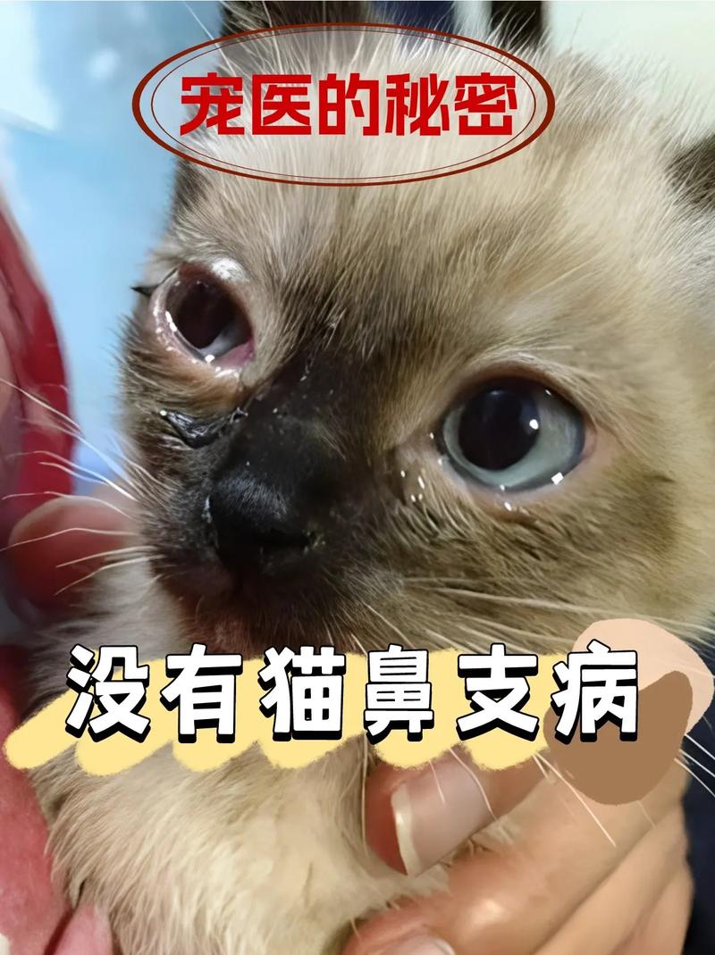 猫咪鼻子凉凉的,猫咪鼻子凉凉的是否是着凉了-第1张图片-后鲨宠物 猫咪鼻子凉凉的,猫咪鼻子凉凉的是否是着凉了-第1张图片-后鲨宠物