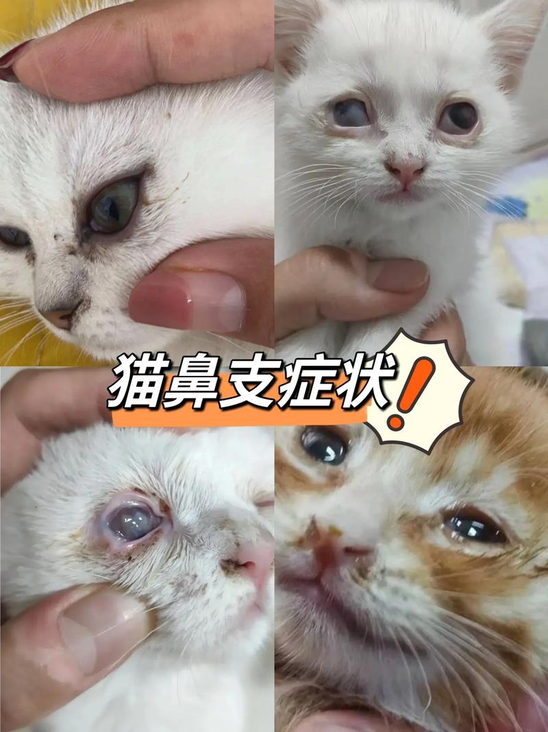 猫咪鼻子凉凉的,猫咪鼻子凉凉的是否是着凉了-第2张图片-后鲨宠物 猫咪鼻子凉凉的,猫咪鼻子凉凉的是否是着凉了-第2张图片-后鲨宠物