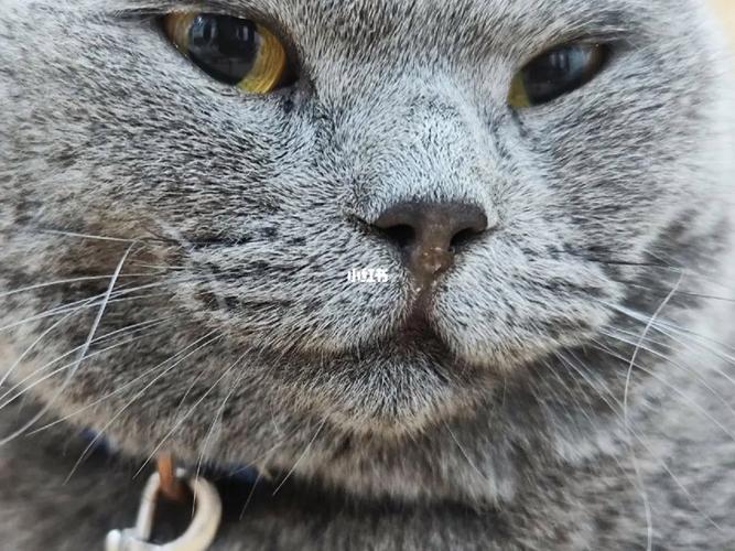 猫咪鼻子凉凉的,猫咪鼻子凉凉的是否是着凉了-第3张图片-后鲨宠物 猫咪鼻子凉凉的,猫咪鼻子凉凉的是否是着凉了-第3张图片-后鲨宠物