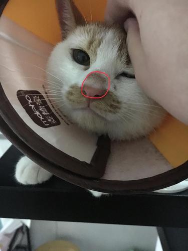 猫咪鼻子凉凉的,猫咪鼻子凉凉的是否是着凉了-第4张图片-后鲨宠物 猫咪鼻子凉凉的,猫咪鼻子凉凉的是否是着凉了-第4张图片-后鲨宠物