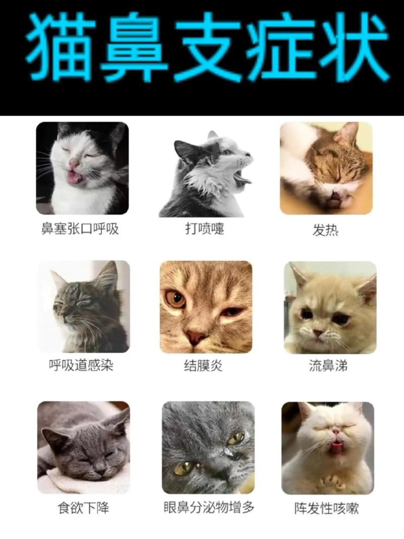 猫咪鼻子凉凉的,猫咪鼻子凉凉的是否是着凉了-第6张图片-后鲨宠物 猫咪鼻子凉凉的,猫咪鼻子凉凉的是否是着凉了-第6张图片-后鲨宠物