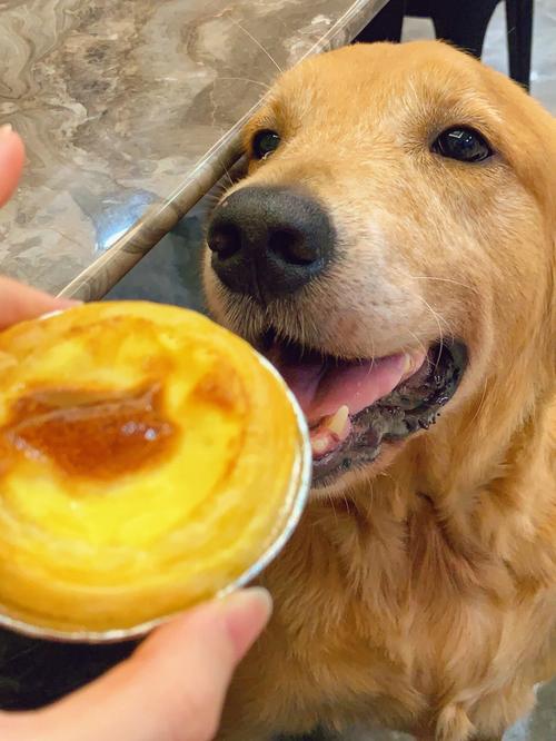 狗狗能吃蛋挞吗,狗狗能吃蛋挞吗有营养吗-第1张图片-后鲨宠物 狗狗能吃蛋挞吗,狗狗能吃蛋挞吗有营养吗-第1张图片-后鲨宠物