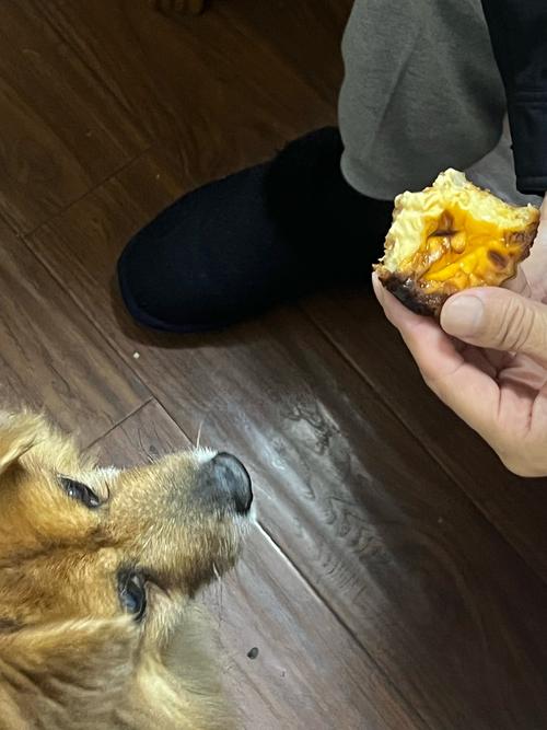 狗狗能吃蛋挞吗,狗狗能吃蛋挞吗有营养吗-第6张图片-后鲨宠物 狗狗能吃蛋挞吗,狗狗能吃蛋挞吗有营养吗-第6张图片-后鲨宠物