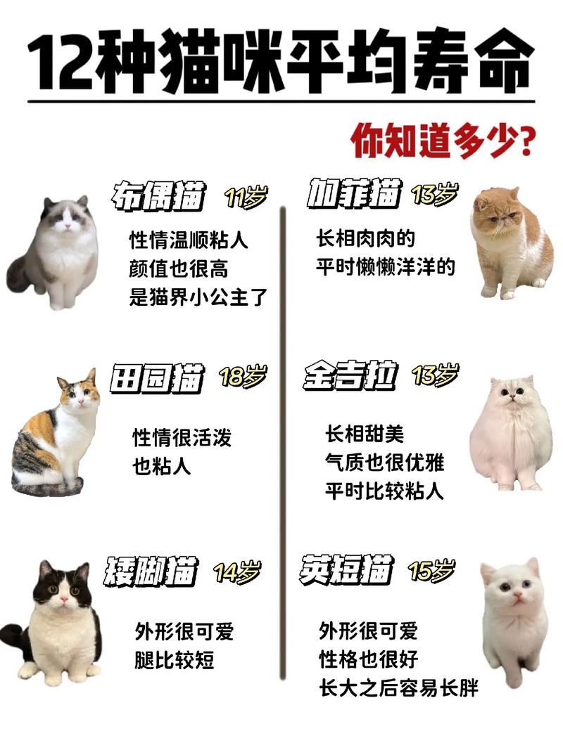 猫咪比较多能活多少年,猫咪能活多少岁-第6张图片-后鲨宠物 猫咪比较多能活多少年,猫咪能活多少岁-第6张图片-后鲨宠物