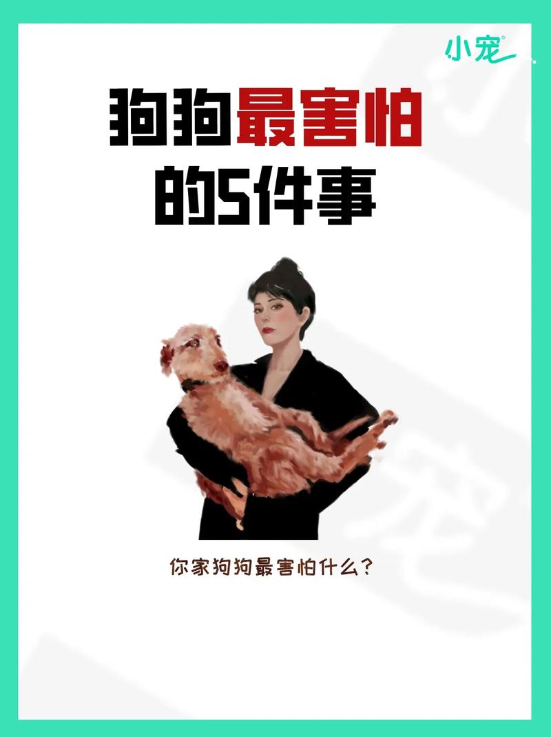 狗狗惊吓过度吃什么药_小狗惊吓吃什么药-第4张图片-后鲨宠物 狗狗惊吓过度吃什么药_小狗惊吓吃什么药-第4张图片-后鲨宠物
