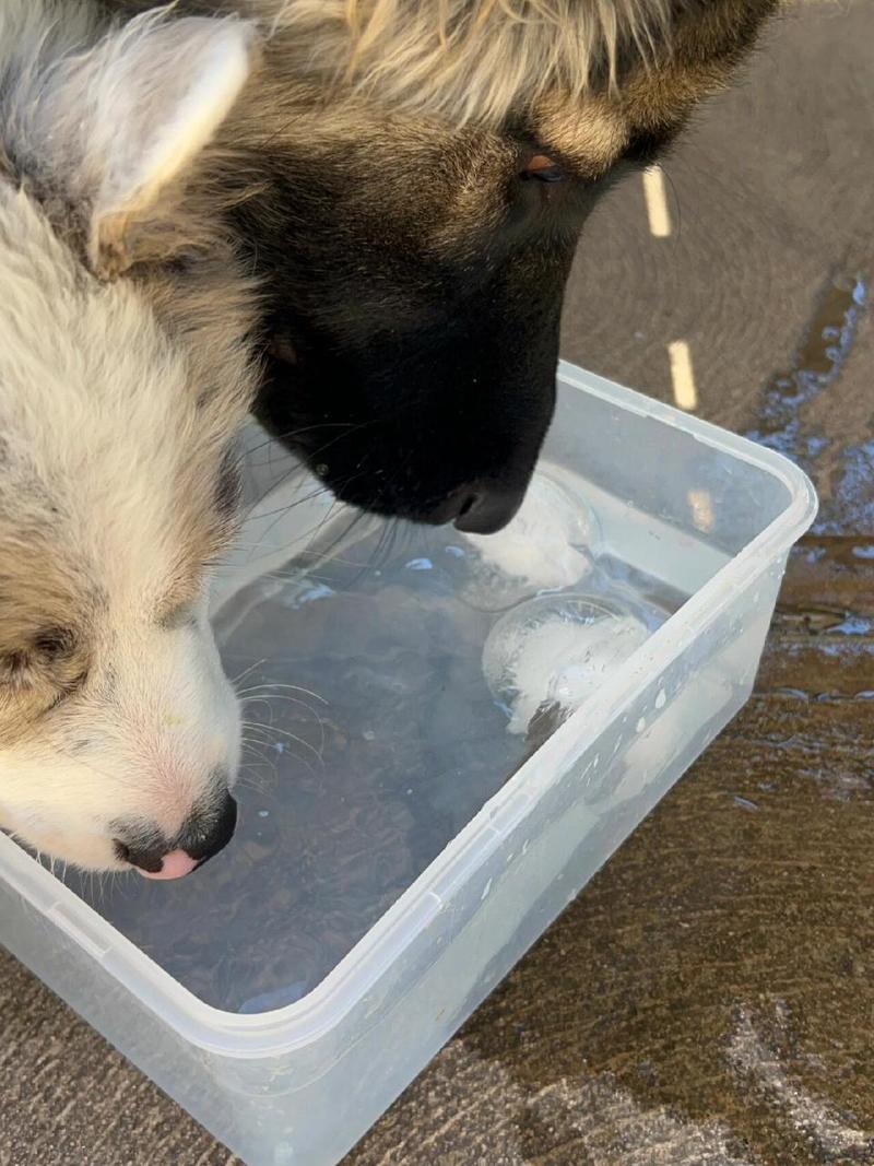 狗狗能喝绿豆汤吗_狗狗可以喝绿豆汤水吗-第2张图片-后鲨宠物 狗狗能喝绿豆汤吗_狗狗可以喝绿豆汤水吗-第2张图片-后鲨宠物