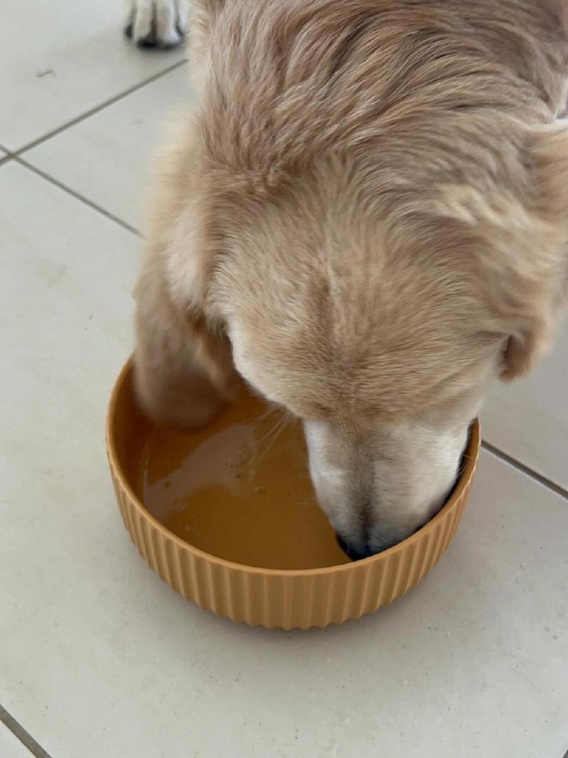 狗狗能喝绿豆汤吗_狗狗可以喝绿豆汤水吗-第3张图片-后鲨宠物 狗狗能喝绿豆汤吗_狗狗可以喝绿豆汤水吗-第3张图片-后鲨宠物