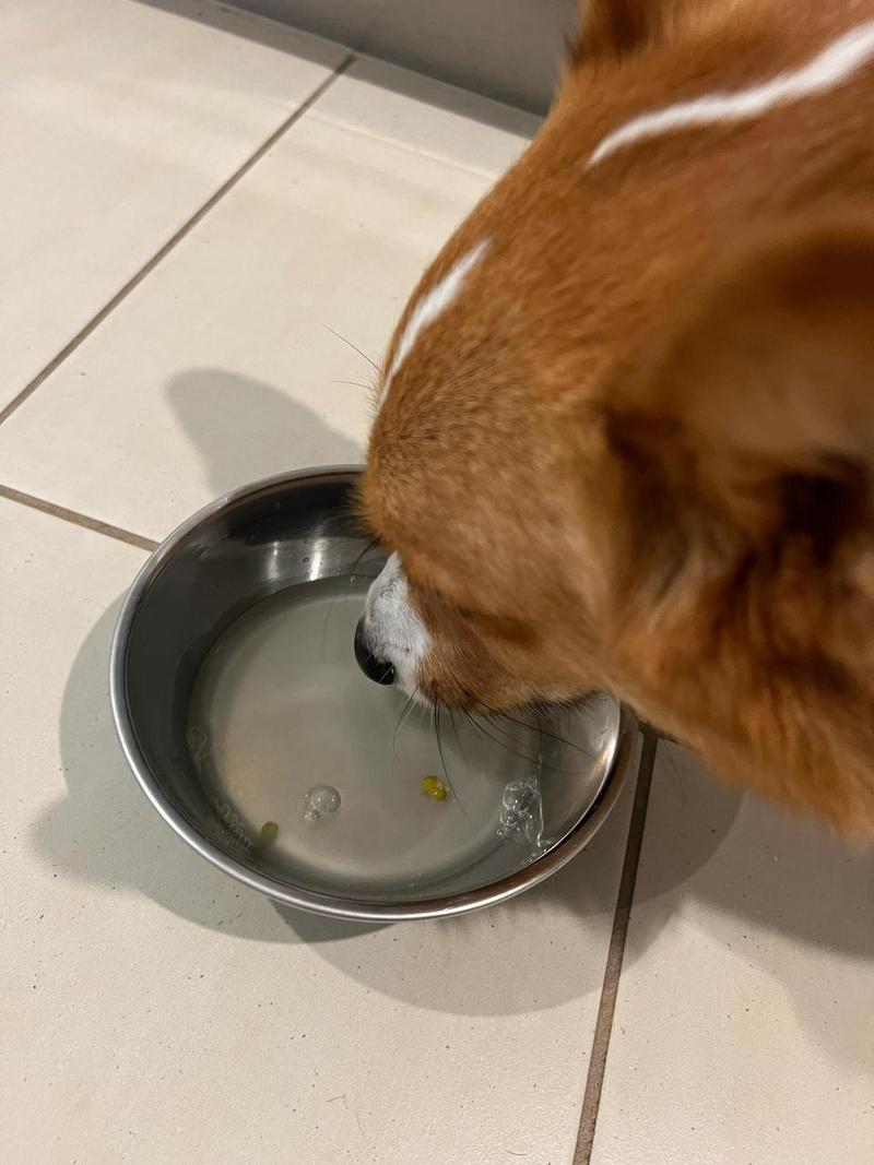 狗狗能喝绿豆汤吗_狗狗可以喝绿豆汤水吗-第5张图片-后鲨宠物 狗狗能喝绿豆汤吗_狗狗可以喝绿豆汤水吗-第5张图片-后鲨宠物