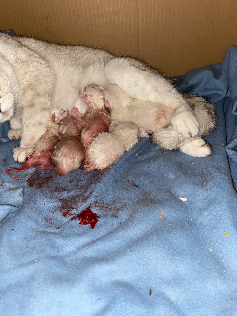 猫咪第一胎一般生几只,猫咪第一胎一般生几只小猫?-第1张图片-后鲨宠物 猫咪第一胎一般生几只,猫咪第一胎一般生几只小猫?-第1张图片-后鲨宠物