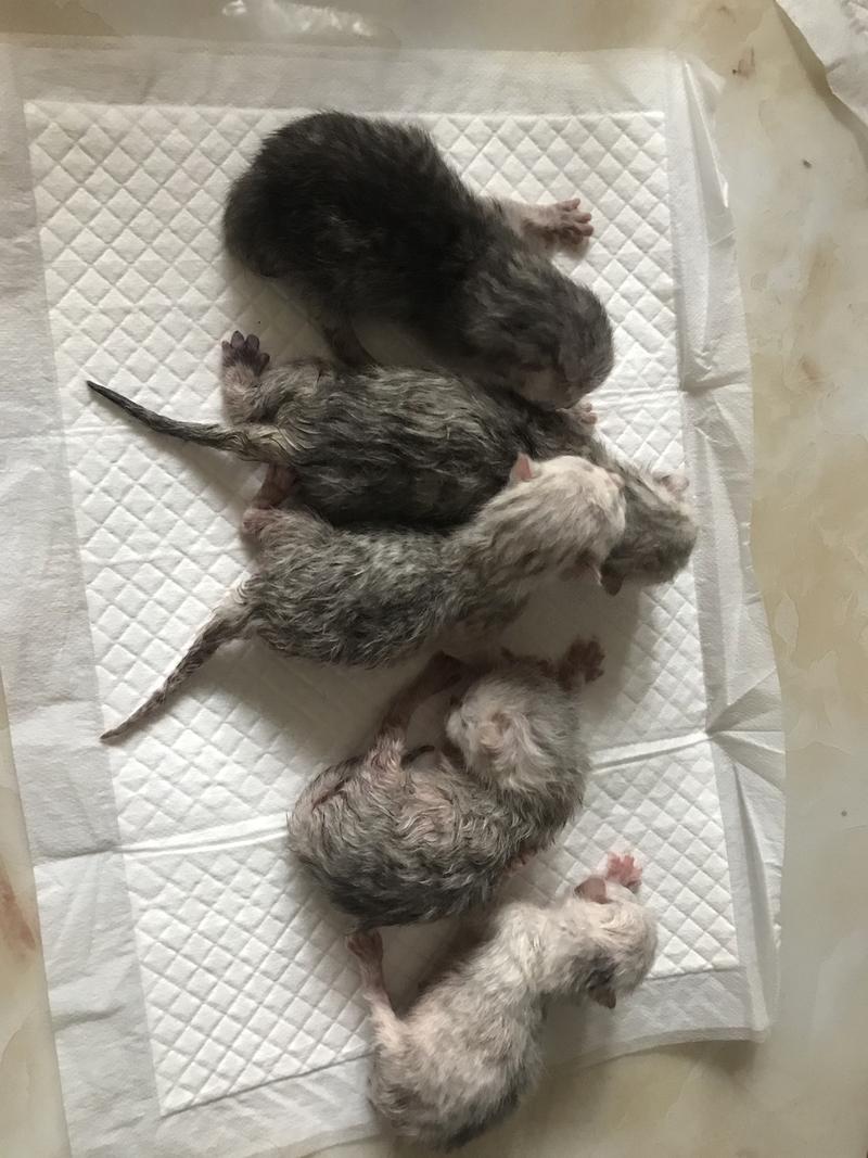 猫咪第一胎一般生几只,猫咪第一胎一般生几只小猫?-第6张图片-后鲨宠物 猫咪第一胎一般生几只,猫咪第一胎一般生几只小猫?-第6张图片-后鲨宠物