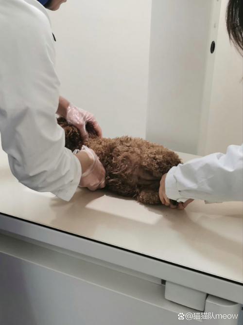 狗狗白细胞低怎么办,狗狗白细胞低怎么回事-第2张图片-后鲨宠物 狗狗白细胞低怎么办,狗狗白细胞低怎么回事-第2张图片-后鲨宠物