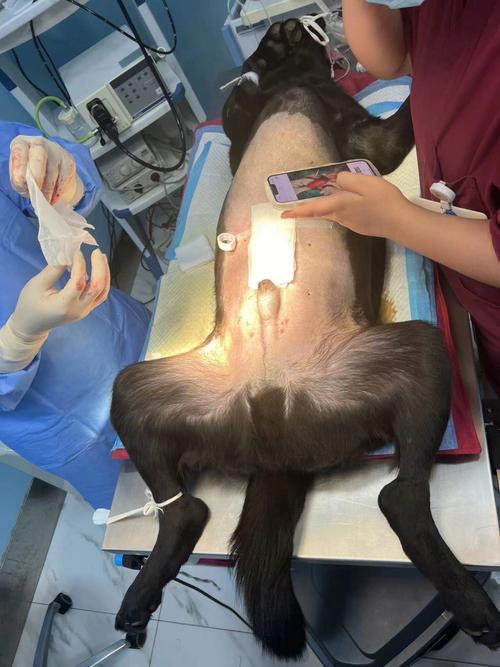 狗狗肠梗阻怎么办,狗狗肠梗阻的症状及治疗?-第6张图片-后鲨宠物 狗狗肠梗阻怎么办,狗狗肠梗阻的症状及治疗?-第6张图片-后鲨宠物