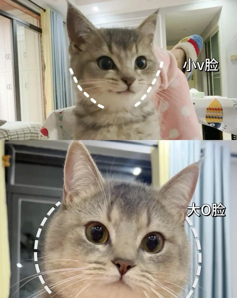 猫咪发腮是什么意思_猫咪发腮是怎么回事