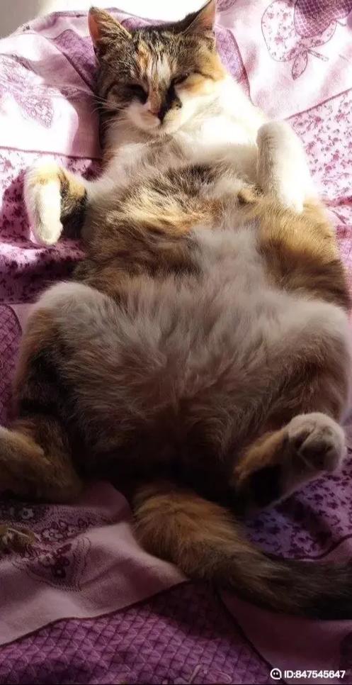 猫咪暴瘦是怎么回事,猫咪爆瘦怎么回事-第4张图片-后鲨宠物 猫咪暴瘦是怎么回事,猫咪爆瘦怎么回事-第4张图片-后鲨宠物