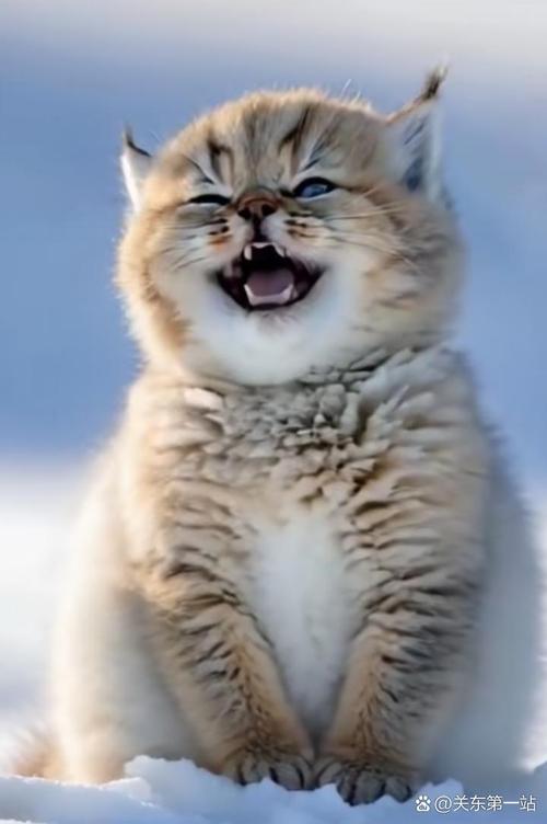 猫咪高兴的表现_猫咪高兴的表现尾巴-第1张图片-后鲨宠物 猫咪高兴的表现_猫咪高兴的表现尾巴-第1张图片-后鲨宠物