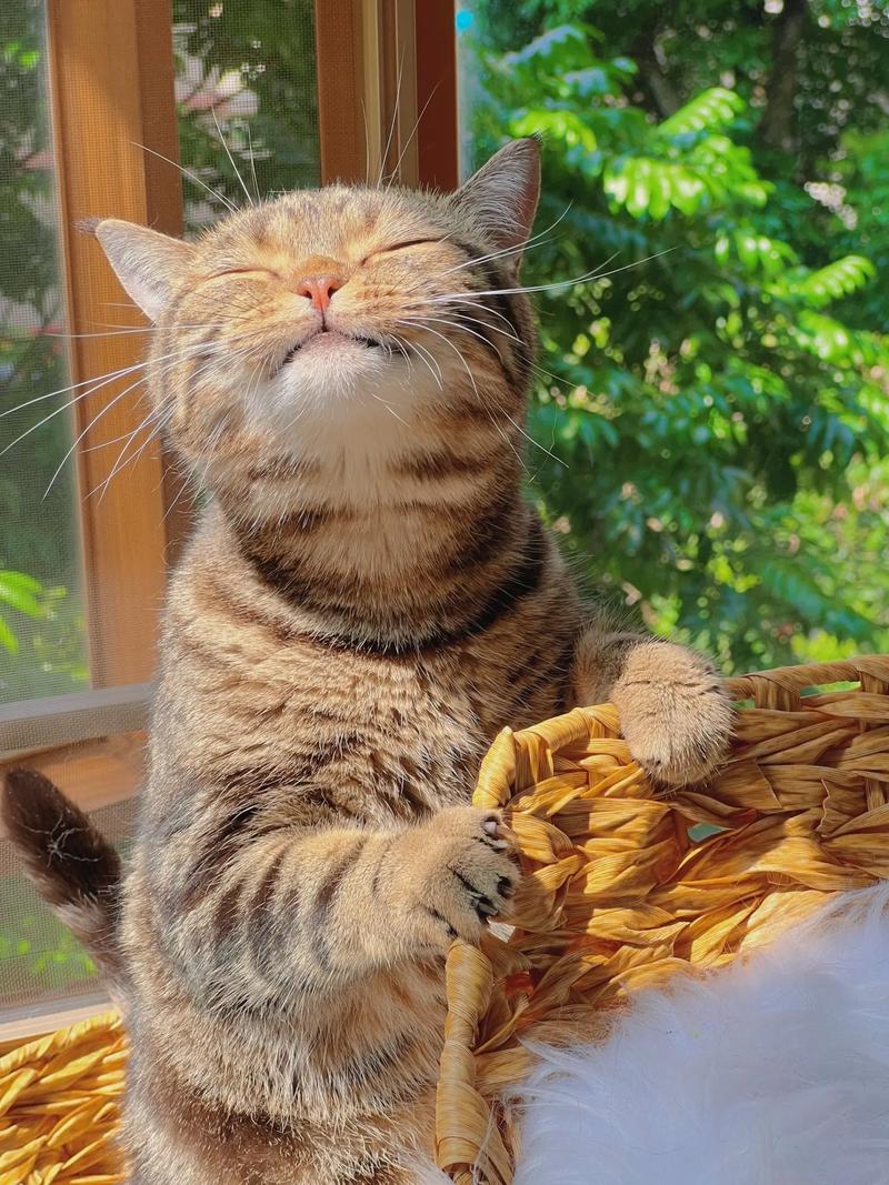 猫咪高兴的表现_猫咪高兴的表现尾巴-第4张图片-后鲨宠物 猫咪高兴的表现_猫咪高兴的表现尾巴-第4张图片-后鲨宠物