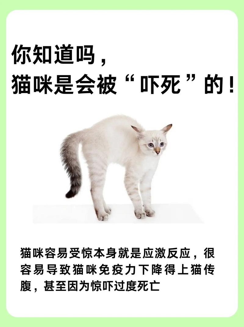 猫猫怕人怎么办,猫猫怕人是怎么回事?-第3张图片-后鲨宠物 猫猫怕人怎么办,猫猫怕人是怎么回事?-第3张图片-后鲨宠物