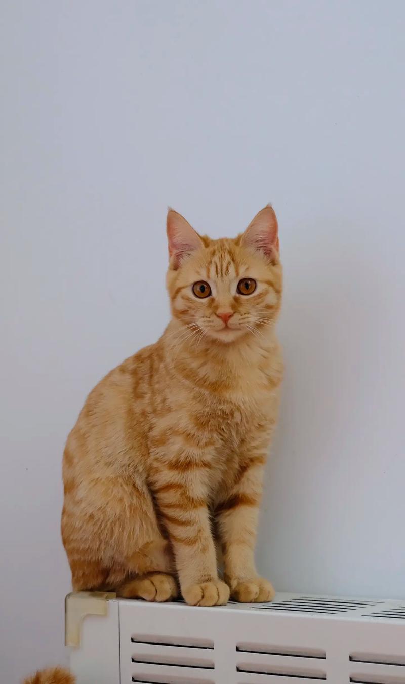 猫猫怕人怎么办,猫猫怕人是怎么回事?-第5张图片-后鲨宠物 猫猫怕人怎么办,猫猫怕人是怎么回事?-第5张图片-后鲨宠物