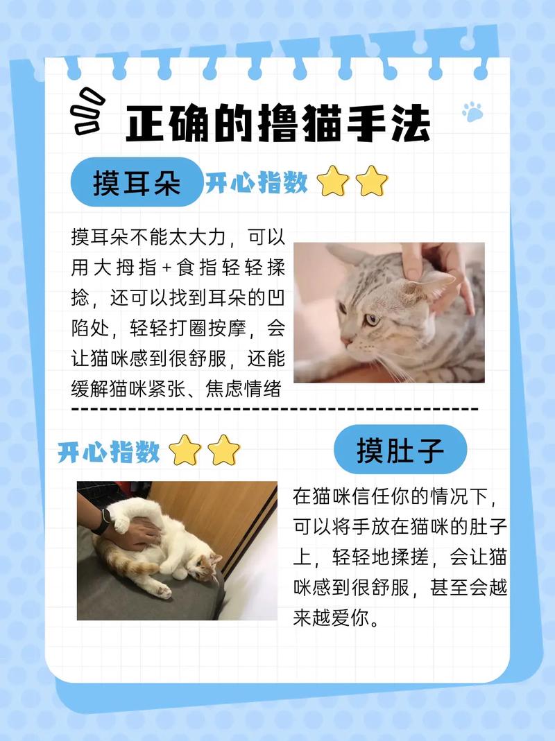 怎么才能让猫咪喜欢你,怎么样才能让猫咪喜欢你-第1张图片-后鲨宠物 怎么才能让猫咪喜欢你,怎么样才能让猫咪喜欢你-第1张图片-后鲨宠物