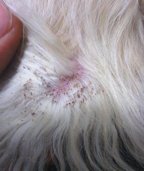 狗狗得了寄生虫的症状,狗狗感染寄生虫?-第2张图片-后鲨宠物 狗狗得了寄生虫的症状,狗狗感染寄生虫?-第2张图片-后鲨宠物